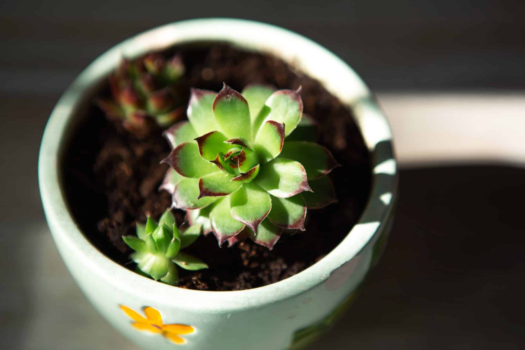 pot succulente