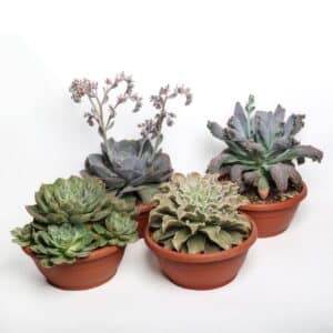Echeveria collection