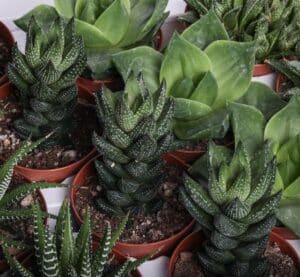 Haworthia et Gasteria mix