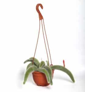 Hildewintera colademononis