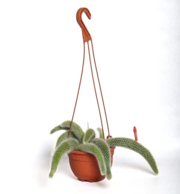 Hildewintera colademononis