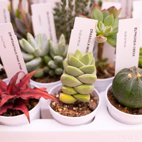 Succulente collection