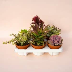 Succulente mix