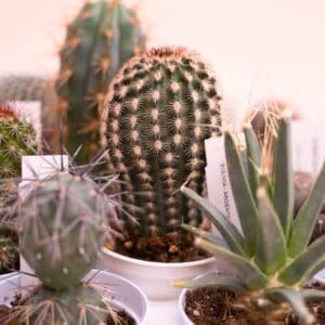 Cactus collection