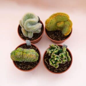 Cactus crête collection