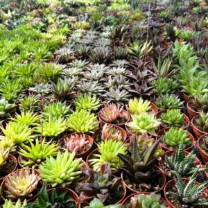 Haworthia et Gasteria mix