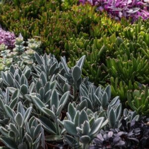 Succulente mix