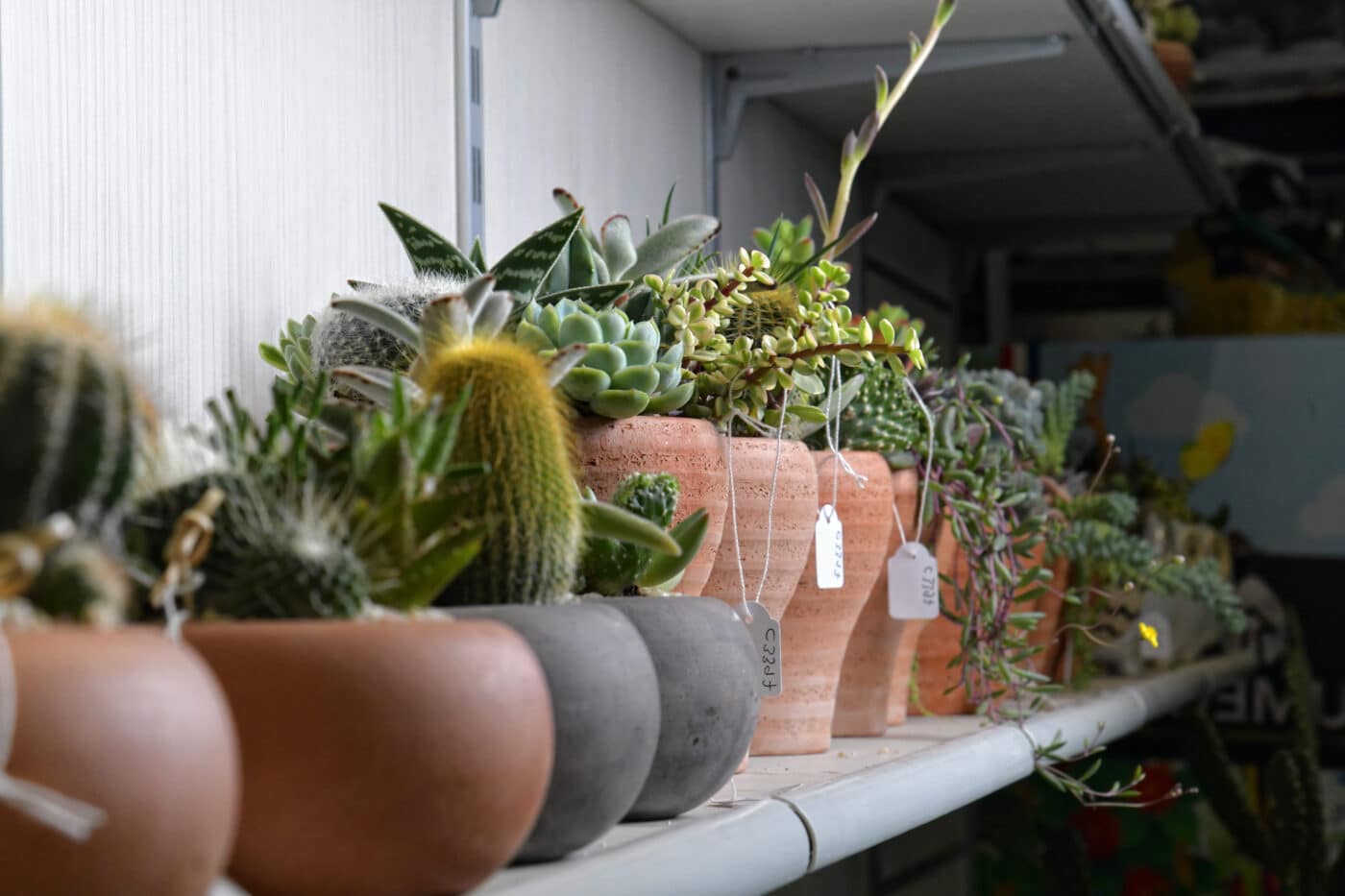 Franchise planete cactus