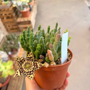 Stapelia variegata
