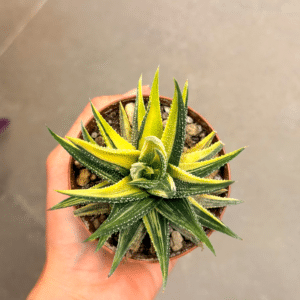 Haworthia attenueta variegata