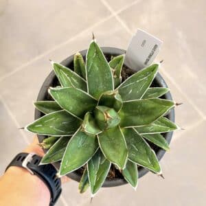 Agave victoria-reginae