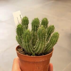 Tavaresia barklyi